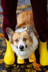 cute corgi dog puppy on a walk in the rain in funny yellow rubber boots at the owner's feet