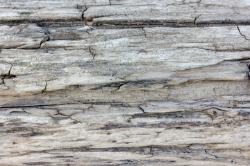 texture of an old dry tree all in cracks close-up