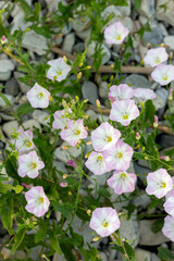 Convolvulus arvensis field bindweed blooms close-up