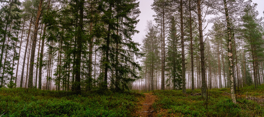 Scenic wide panorama view on footpath in early spring or late autumn foggy forest. Pine and birch trees. The footpath in the middle of photo. Northern Sweden