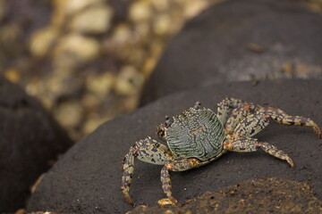 crab on the beach