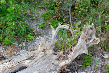 old dry driftwood tree lies on the ground close-up