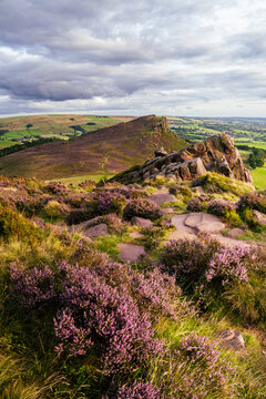 Heather blooming season at the Roaches.