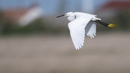 Egretta garzetta - Little Egret - Aigrette garzette