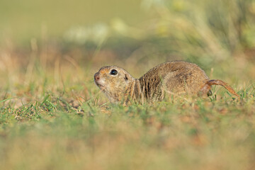 An Anatolian Souslik-Ground Squirrel (Spermophilus xanthoprymnus) defecating.