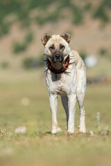 Anatolian shepherd dog with a spiked iron collar lying in the pasture. (The spiked iron collar protects the dogs' necks against wolves.