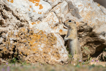 Anatolian Souslik-Ground Squirrel (Spermophilus xanthoprymnus) standing next to a rock.