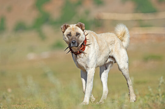 Anatolian shepherd dog with a spiked iron collar lying in the pasture. (The spiked iron collar protects the dogs' necks against wolves.