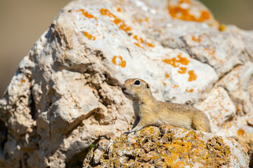 Anatolian Souslik-Ground Squirrel (Spermophilus xanthoprymnus) lying on the rock.