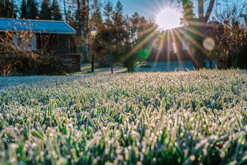 Beautiful close up low level photo on hoarfrost at green grass highlighted by low Sun at autumn...