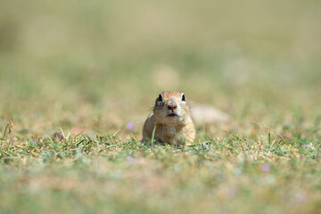 Anatolian Souslik-Ground Squirrel (Spermophilus xanthoprymnus).