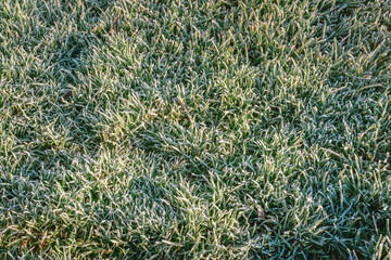 Beautiful photo on hoarfrost at green grass highlighted by Sun at autumn day.