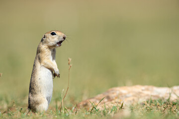 Naklejka na ściany i meble Standing Anatolian Souslik-Ground Squirrel (Spermophilus xanthoprymnus).