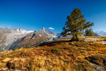 panoramic view of Argentiere and surroundings in autumn with larches