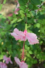 pink flower