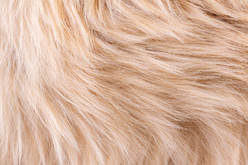 Beige fur texture top view. Brown or beige sheepskin background. Fur pattern. Texture of brown shaggy fur. Wool texture. Sheep fur close up - obrazy, fototapety, plakaty