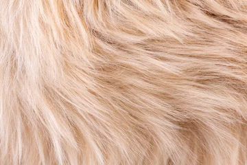 Fotobehang Beige fur texture top view. Brown or beige sheepskin background. Fur pattern. Texture of brown shaggy fur. Wool texture. Sheep fur close up © missmimimina
