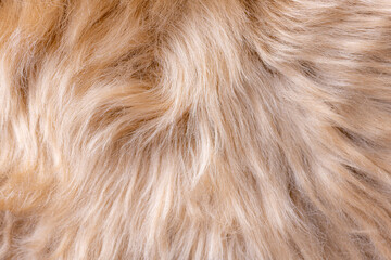 Beige fur texture top view. Brown or beige sheepskin background. Fur pattern. Texture of brown shaggy fur. Wool texture. Sheep fur close up