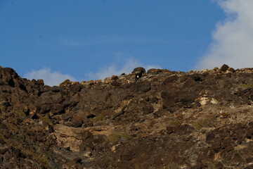 Birds in flight with the arrival of autumn