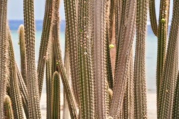 Many tall thin cactus plants growing outdoor, closeup detail