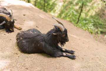 Black young horned goats