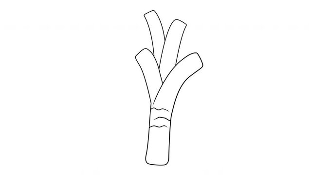 Animation forms a sketch of the leek icon