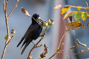 Rook bird feeding with walnut from a tree (Corvus frugilegus)
