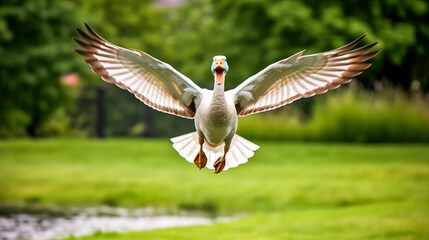 White goose with open wings flying in the air over a green meadow with blurred background. 