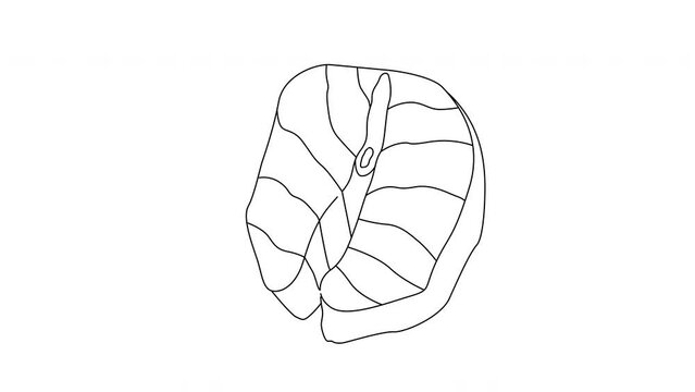 Animation forms a sketch of a salmon meat icon
