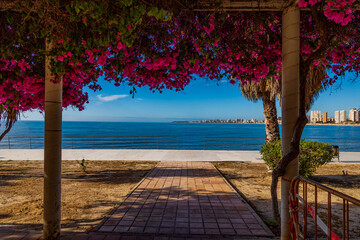  seaside landscape view of Alicante beaches framed by flowers