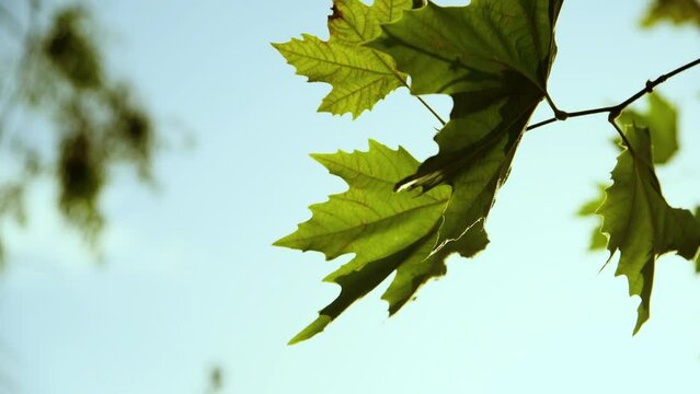 Green leaves of plane tree in front of blue sunny sky in autumn
