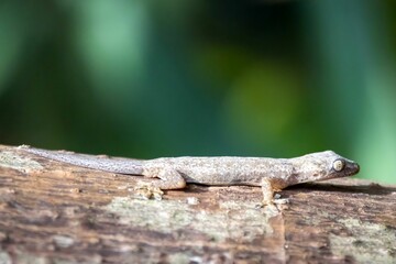 Common house gecko, Hemidactylus frenatus, on a tree