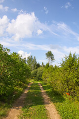 Fototapeta premium Countryside landscape with green fields and blue sky in Latvia.