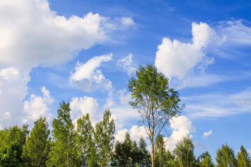 Countryside landscape with green fields and blue sky in Latvia.