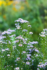 Alpine Aster. Aster alpinus garden perennial plants with purple flowers.