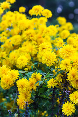 Rudbeckia laciniata golden ball ornamental garden flowers.