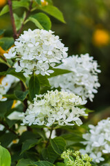 White Hydrangea beautiful flowers. Outdoor decor in a park.