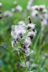 Beautiful fluffy thistle plants in a field.