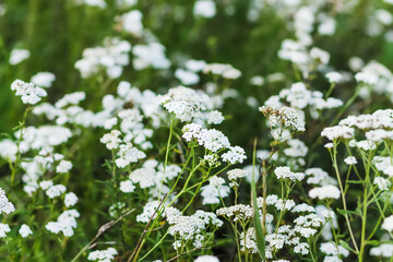 White yarrow medical wild flowers on the rural field.