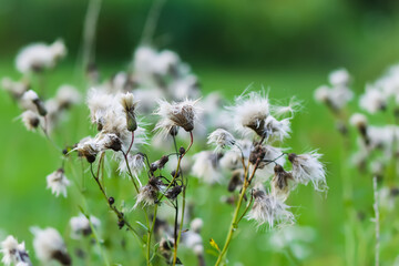 Beautiful fluffy thistle plants in a field.