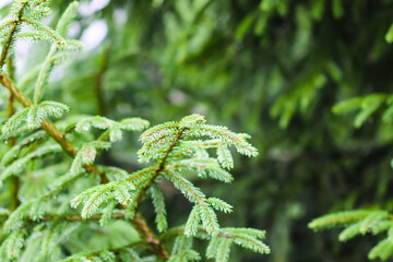 Green branches of a fir-tree close-up. Coniferous tree in the summer forest.