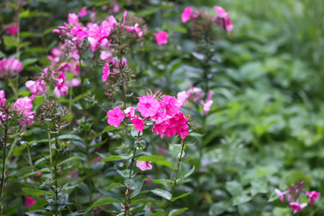 Pink phlox garden plants