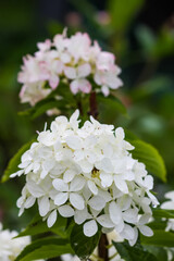 White Hydrangea beautiful flowers. Outdoor decor in a park.