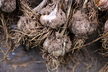 A bunch of garlic close up.