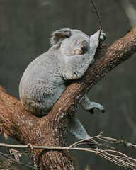 Koala 2023