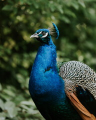 Obraz premium Pfau 2023