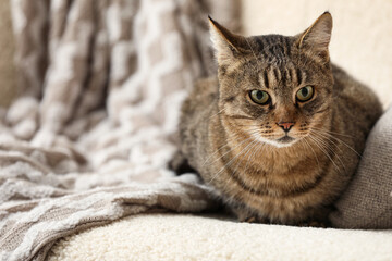 Cute tabby cat lying on sofa at home, closeup