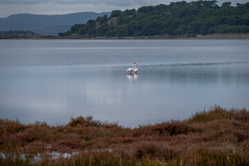 Two pink flamingos in the étang of Gruissan (Gruissan lake), Occitania, France