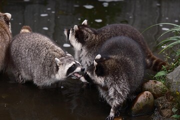raccoon © Yuchen