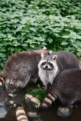 raccoon